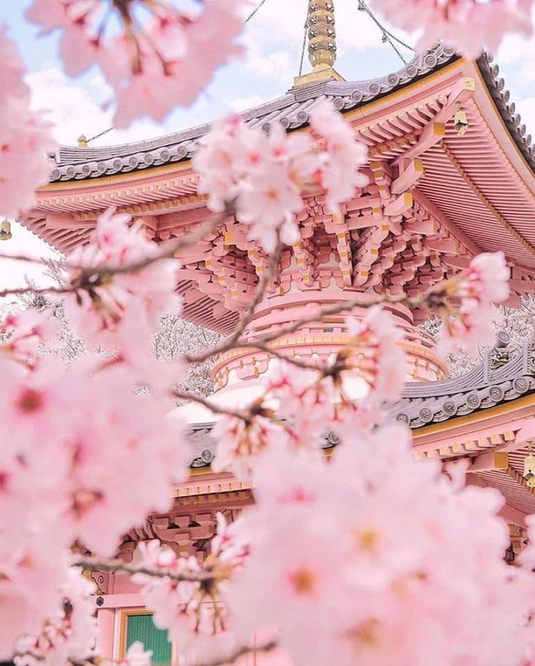 Sakura Cherry Blossom: What Spring Means to Japan