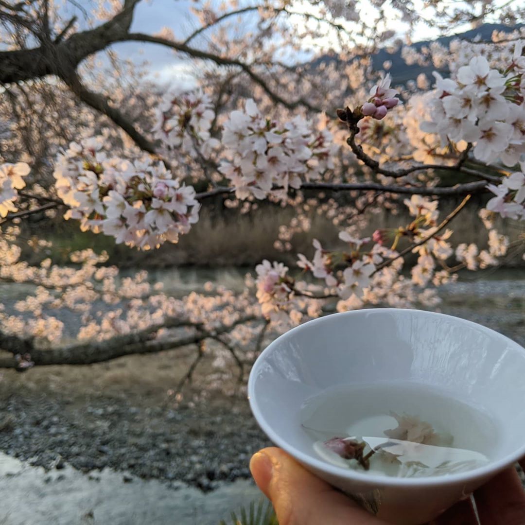 💮 How To Make Your Own Natural Sakura Tea