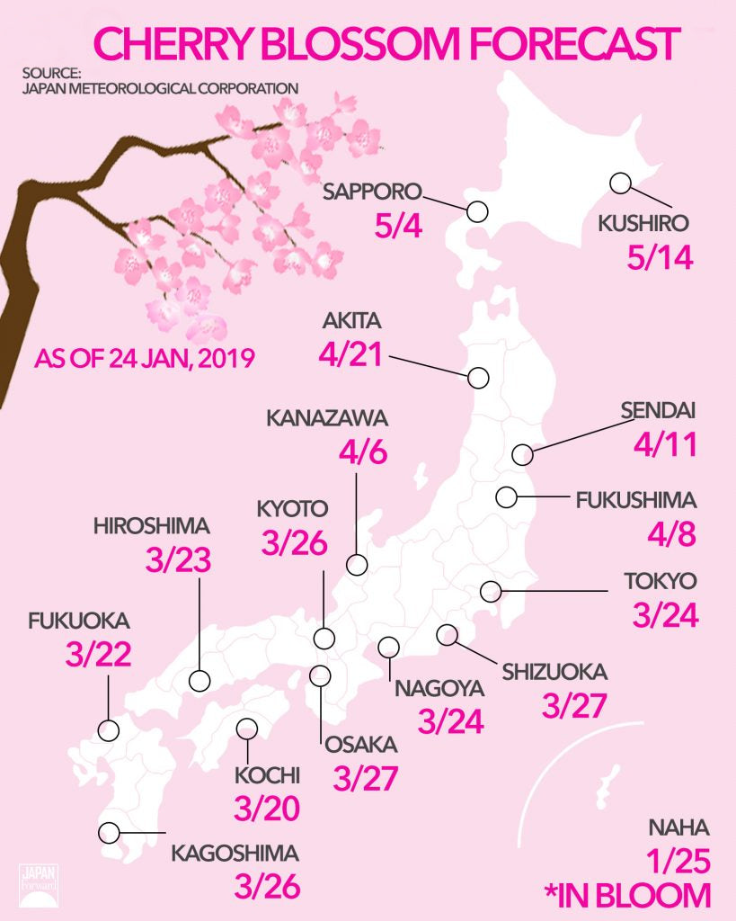 💮 When Do Cherry Blossoms Bloom In Japan? – Spring Sakura