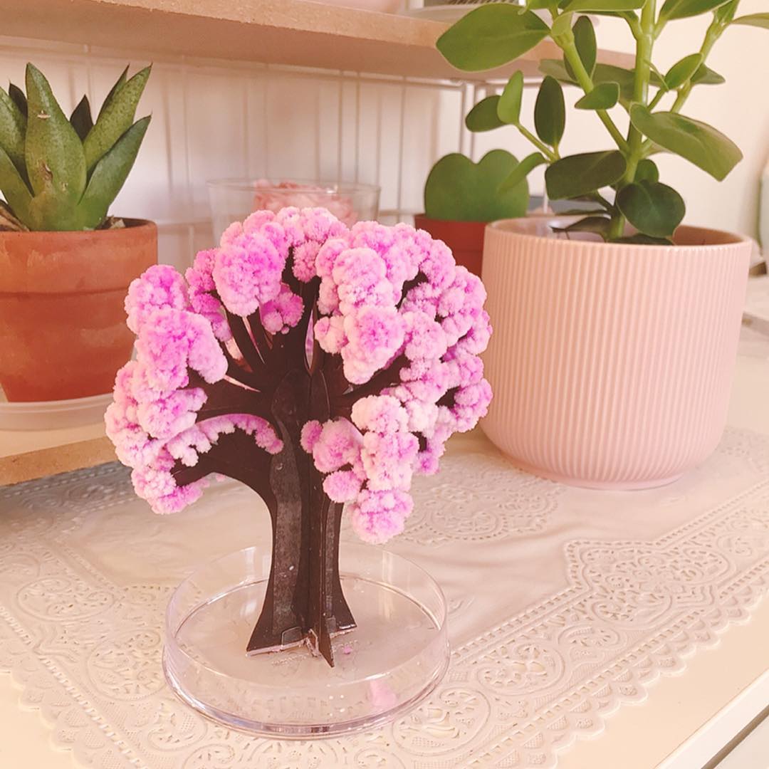 💮 Magic Growing Paper Sakura Tree